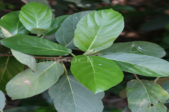 Ficus hispida